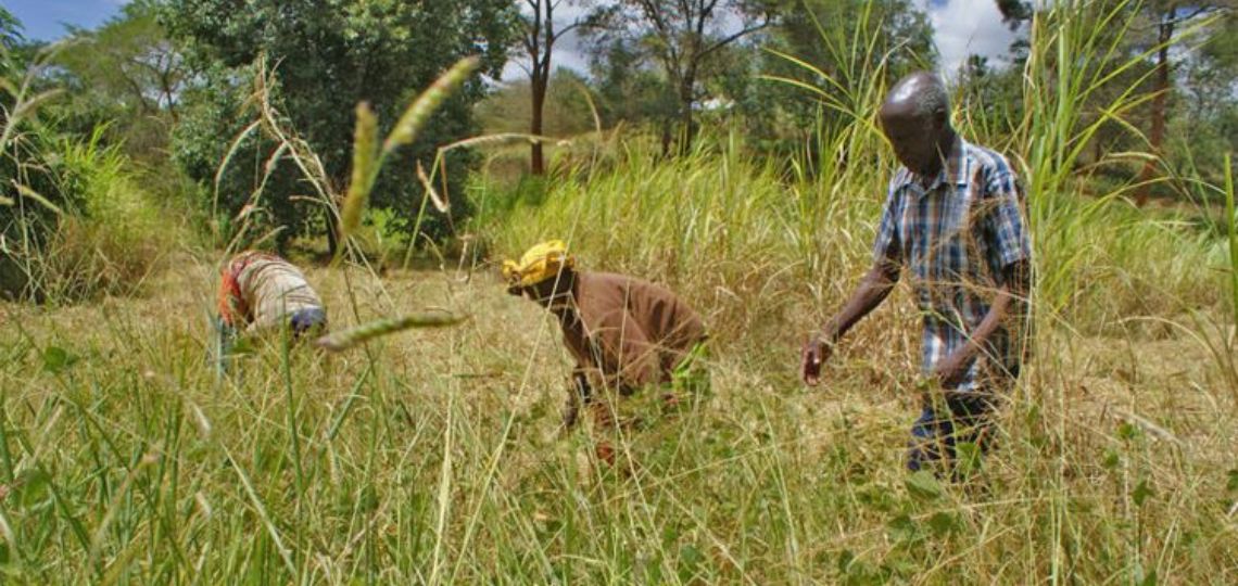 L'IFC et le Fonds Climat Italien Investissent dans les Biocarburants au Kenya pour aider l'agriculture et les transports.