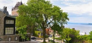 Le Canada veut augmenter son nombre d'arbre en ville.