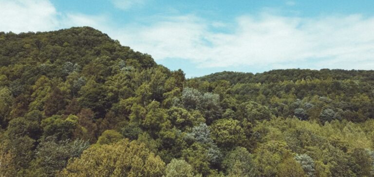 Forêt entretenue par Aurora sustainable land