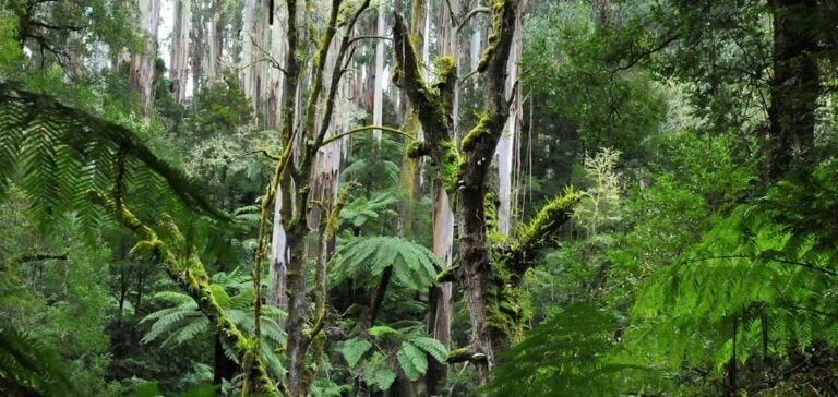 Biodiversité en NSW