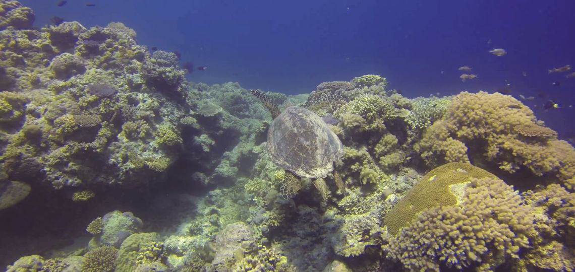 en_1140131540