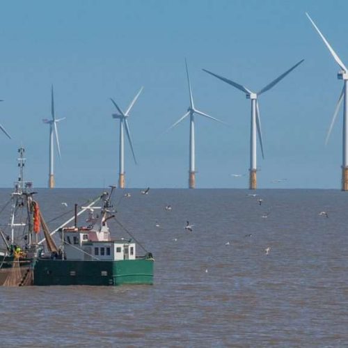 Offshore_wind_fish-1024x576-5aae82c5