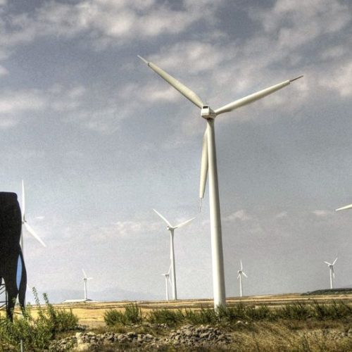 Taureau Osborne sur fond d'éoliennes