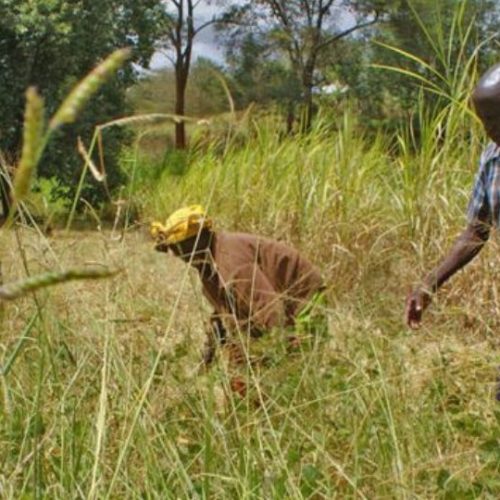 L'IFC et le Fonds Climat Italien Investissent dans les Biocarburants au Kenya pour aider l'agriculture et les transports.