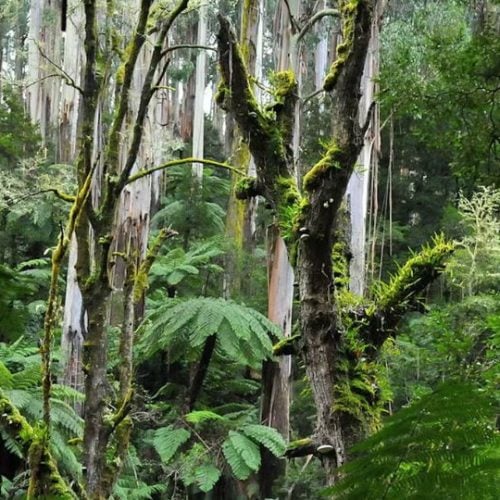 Biodiversité en NSW