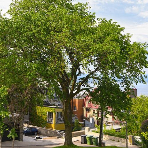 Le Canada veut augmenter son nombre d'arbre en ville.